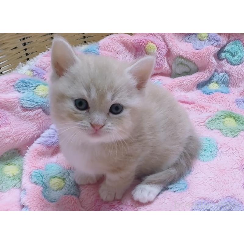 販売中の京都府のマンチカン(短足)-128091の9枚目