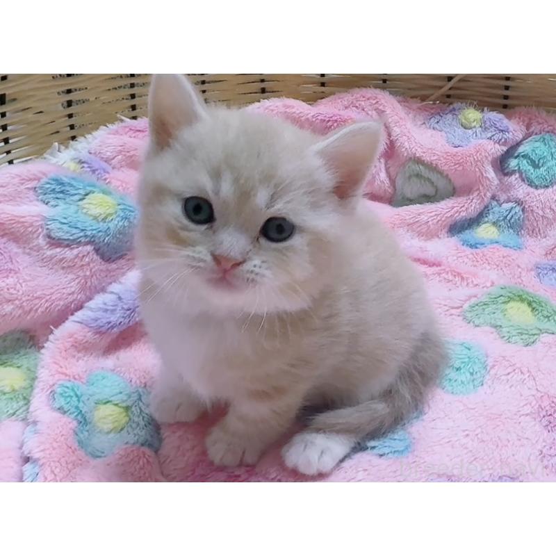 販売中の京都府のマンチカン(短足)-128091の8枚目