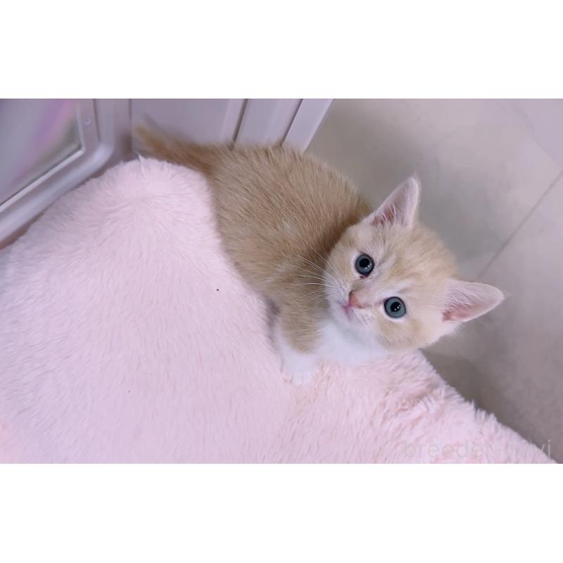 販売中の京都府のマンチカン(短足)-128091の2枚目