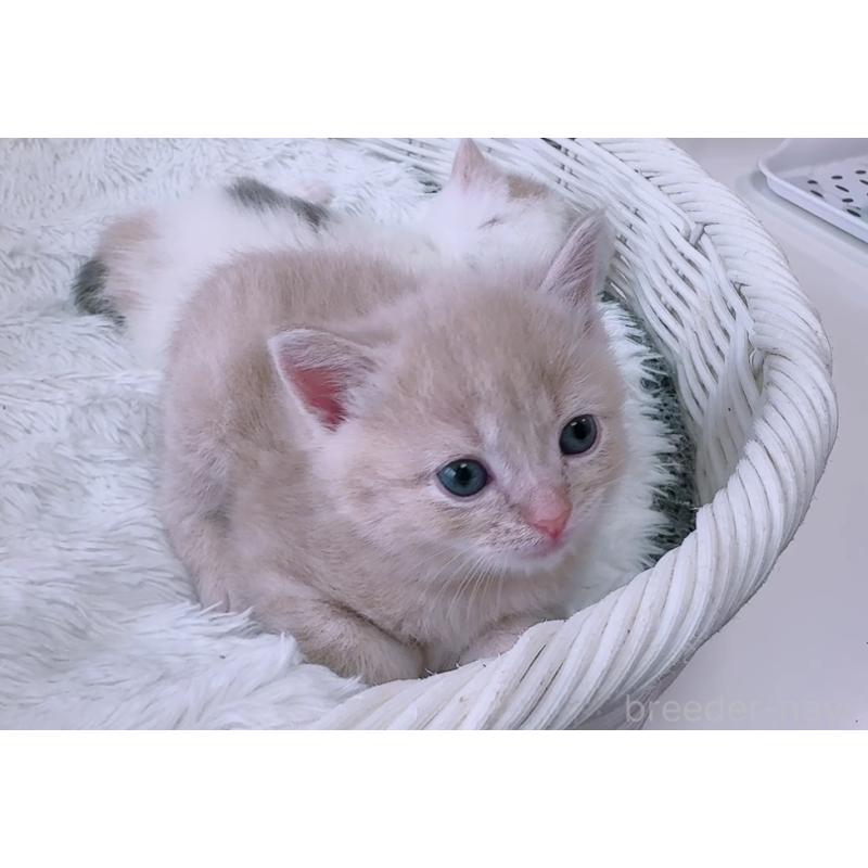 販売中の京都府のマンチカン-128092の3枚目