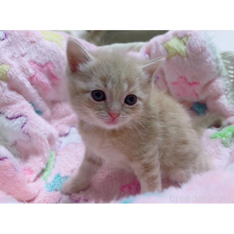 販売中の京都府のマンチカン-128092の2枚目