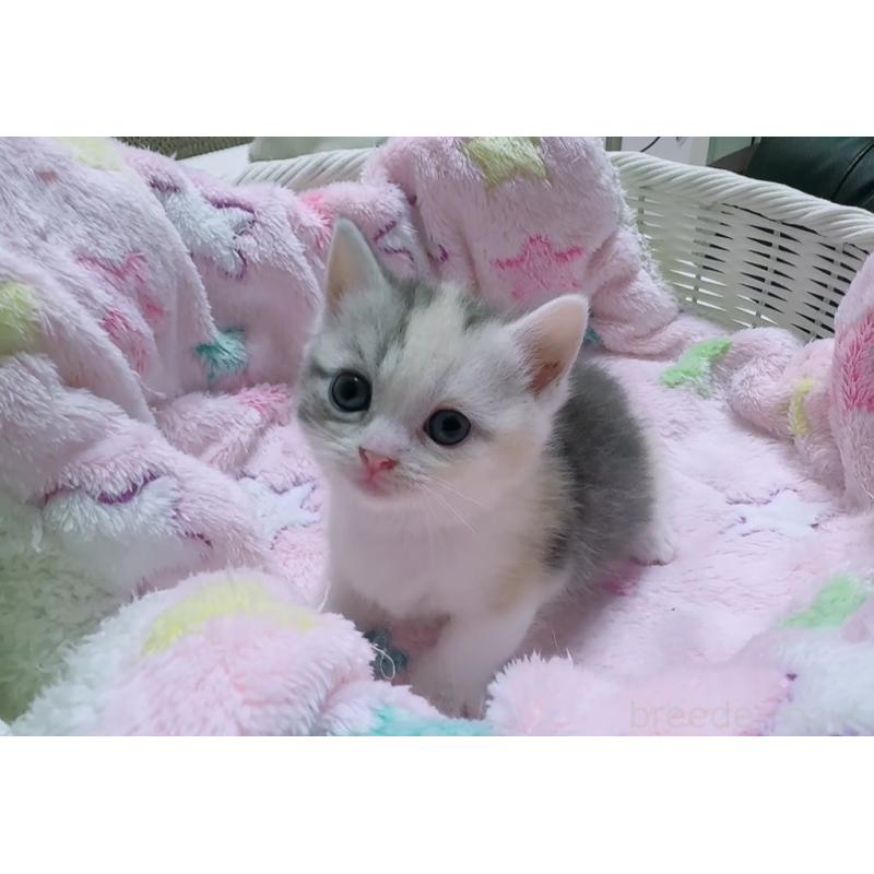 販売中の京都府のマンチカン(短足)-128094の2枚目