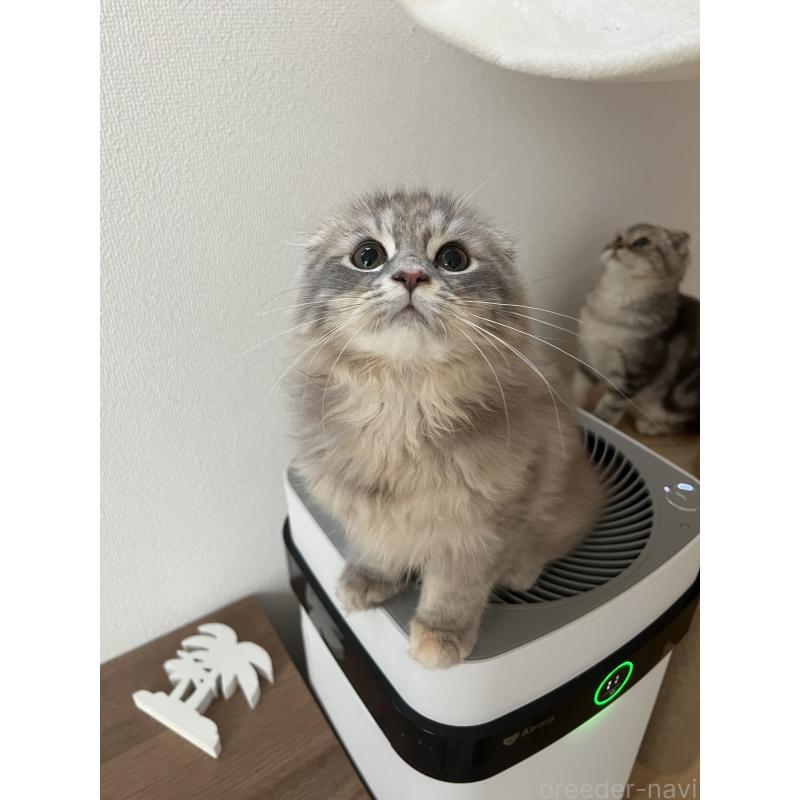販売中の埼玉県のスコティッシュフォールド(折れ耳)-121063の2枚目
