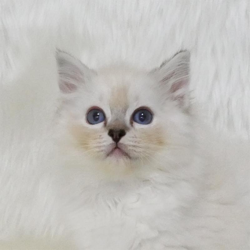 販売中の茨城県のラグドール-128116の1枚目