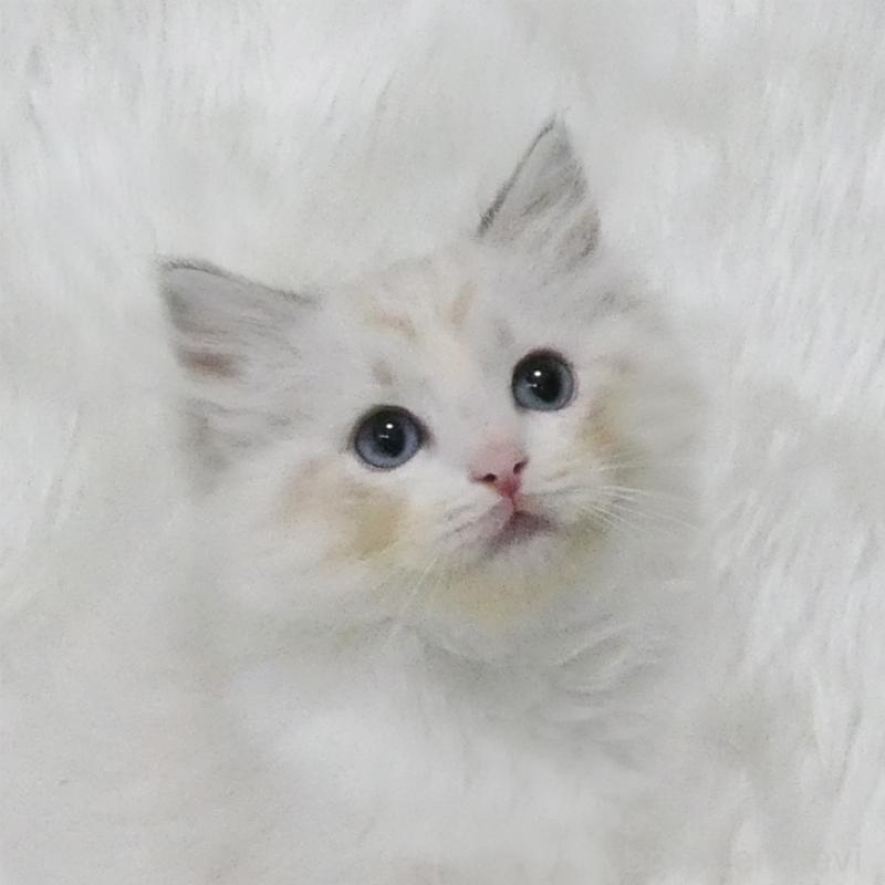 販売中の茨城県のラグドール-128117の1枚目