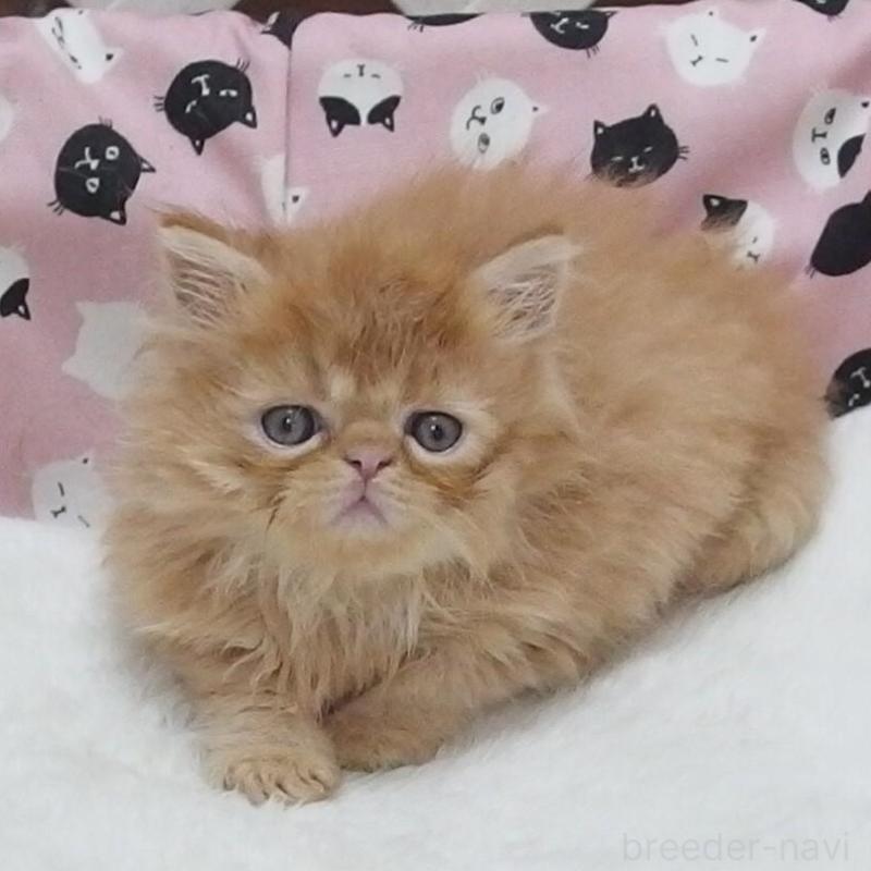 販売中の大阪府のエキゾチックショートヘア-128126