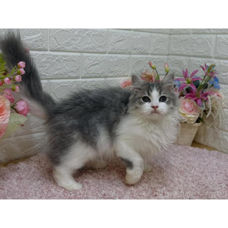 販売中の東京都のラガマフィン-128127の6枚目