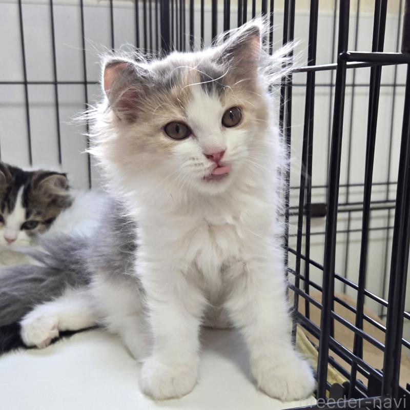 成約済の福岡県のスコティッシュフォールド-124778の2枚目