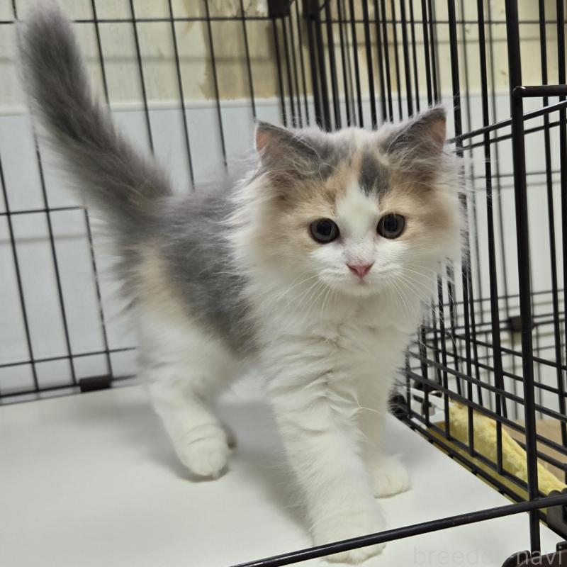 販売中ののスコティッシュフォールド-124778