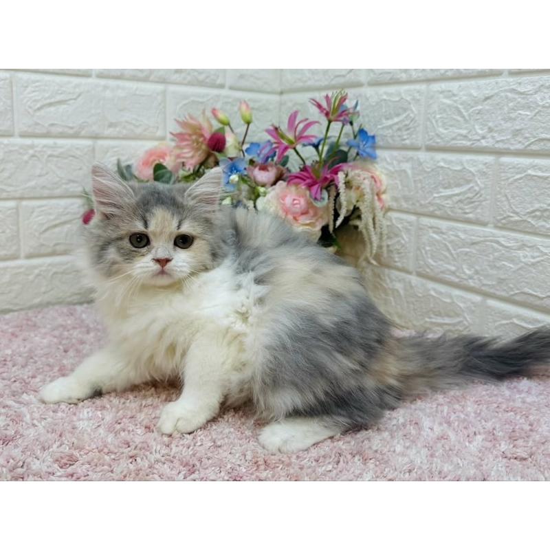 販売中の東京都のラガマフィン-128128の7枚目