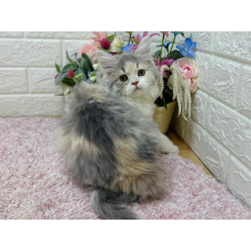 販売中の東京都のラガマフィン-128128の3枚目