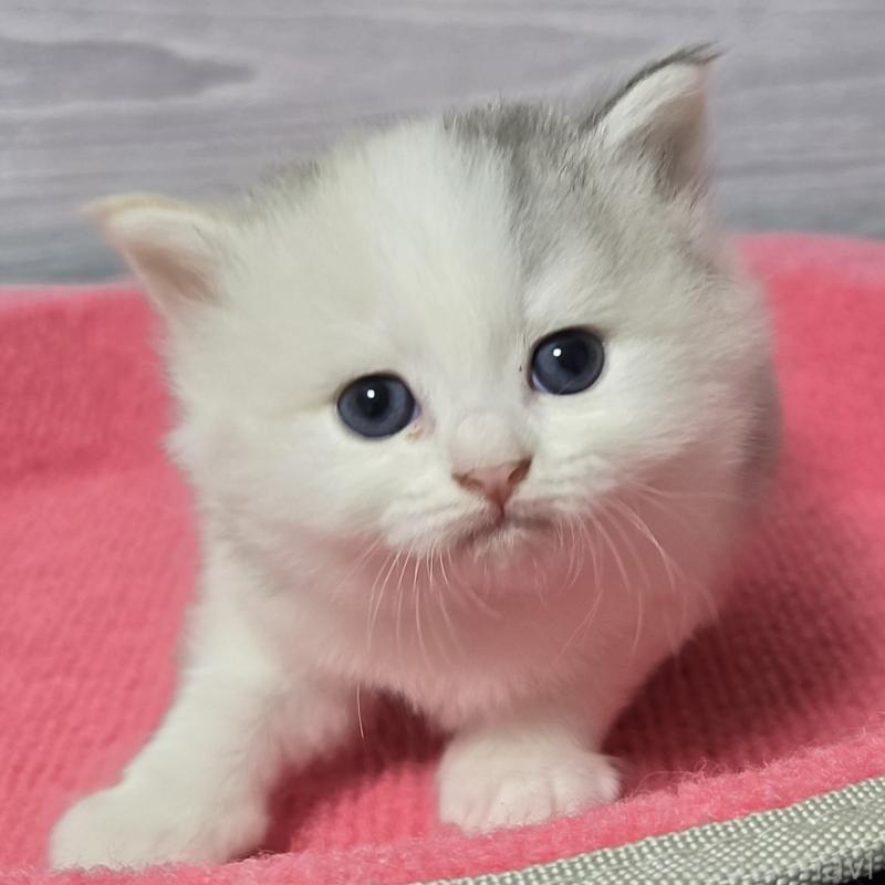 販売中の福岡県のマンチカン-128130の5枚目