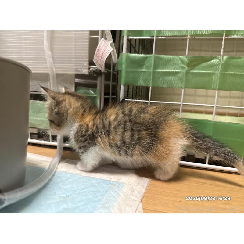 成約済の愛知県のミヌエット(短足)-127974の3枚目