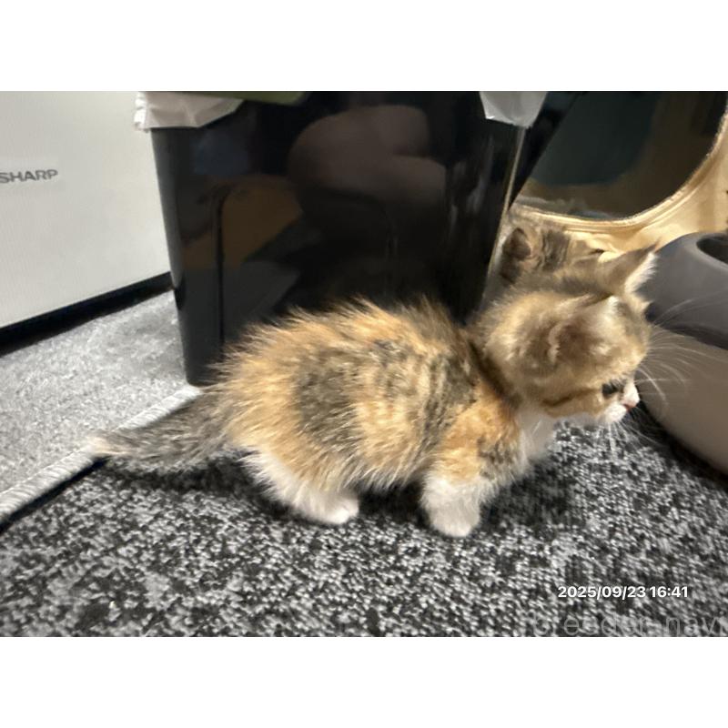 成約済の愛知県のミヌエット(短足)-127974の2枚目