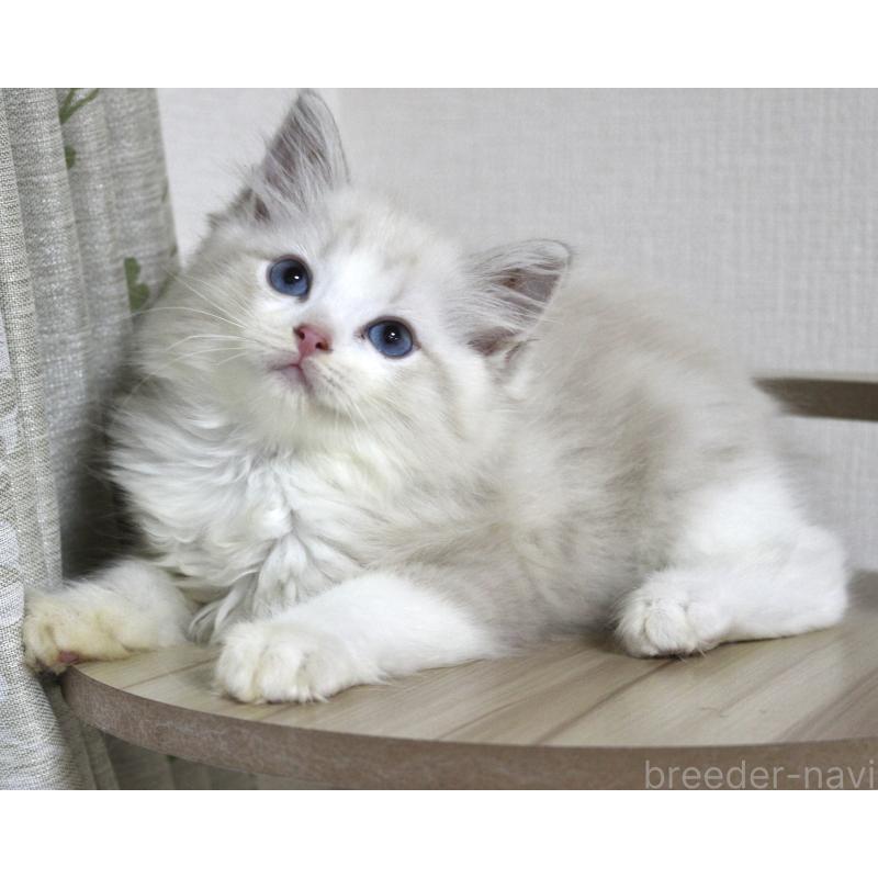販売中の山梨県のラグドール-128131の5枚目