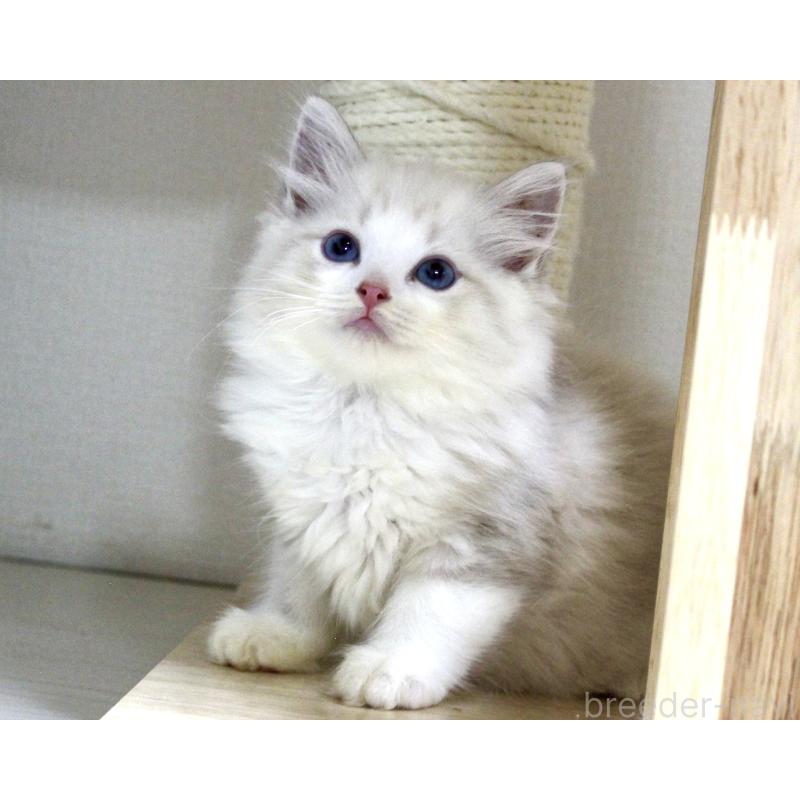 販売中の山梨県のラグドール-128131の3枚目