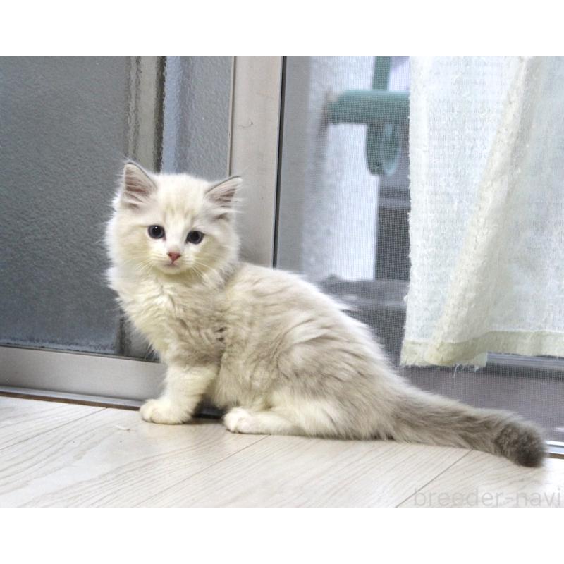 販売中の山梨県のラグドール-128131の2枚目