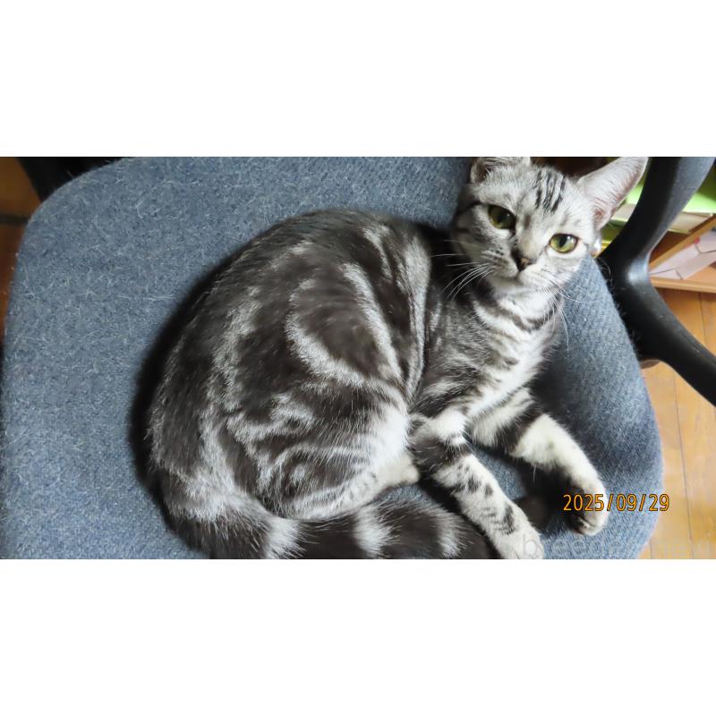 販売中の長野県のアメリカンショートヘア-119667の2枚目