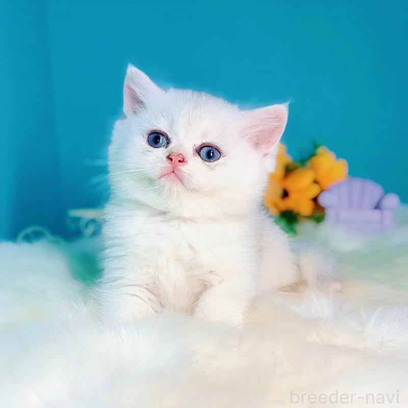 成約済の大阪府のラグドール-113420