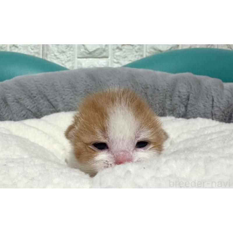 販売中の岐阜県のマンチカン-128033の7枚目