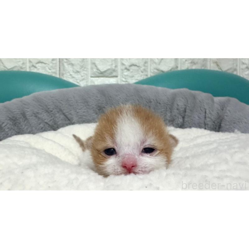 販売中の岐阜県のマンチカン-128033の4枚目