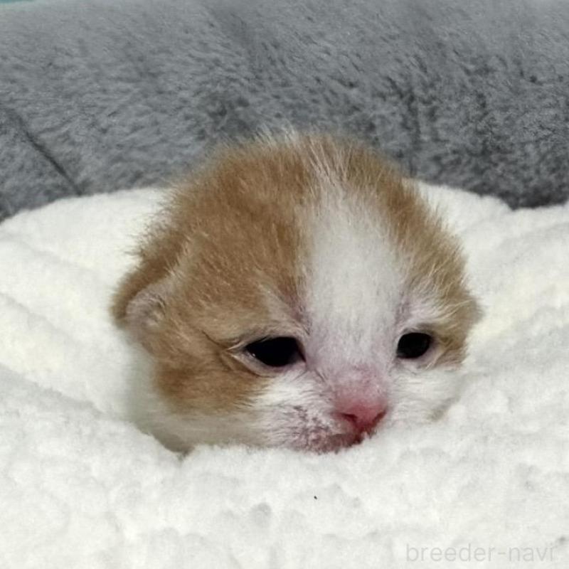販売中の岐阜県のマンチカン-128033の1枚目
