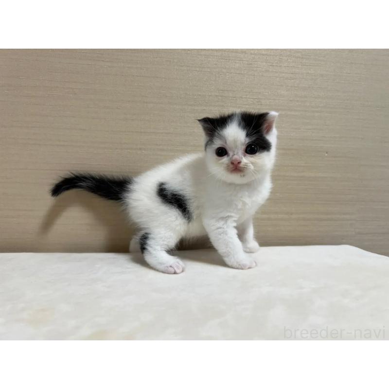 販売中の茨城県のスコティッシュフォールド-128035の3枚目