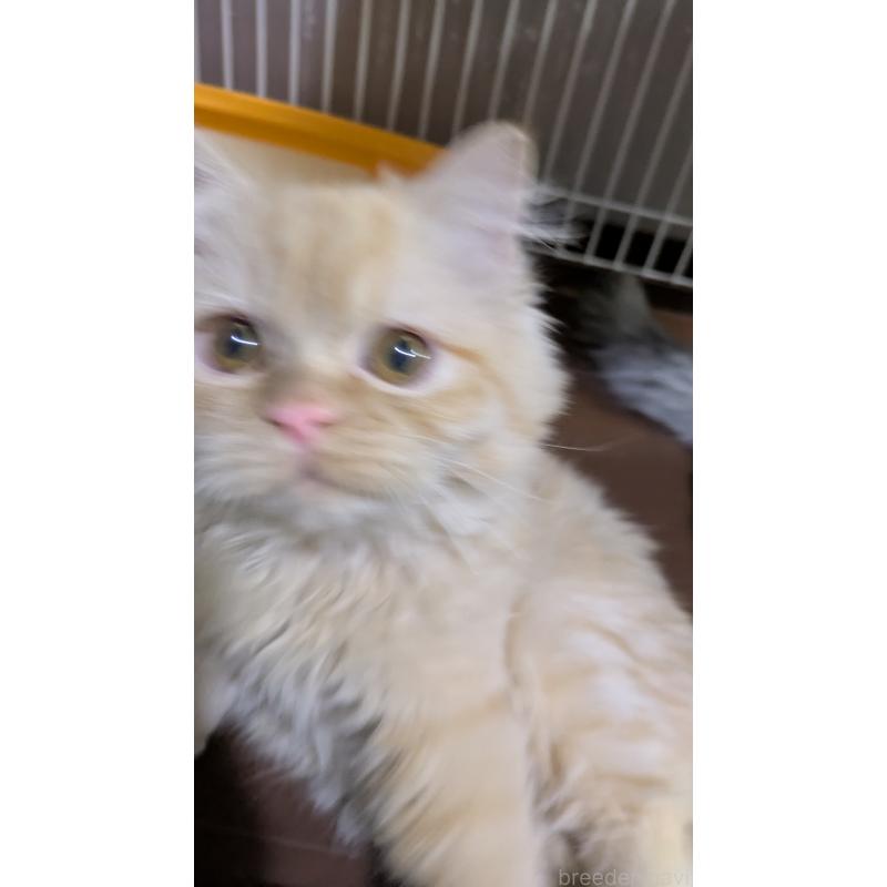 販売中の大阪府のミヌエット-120053の15枚目