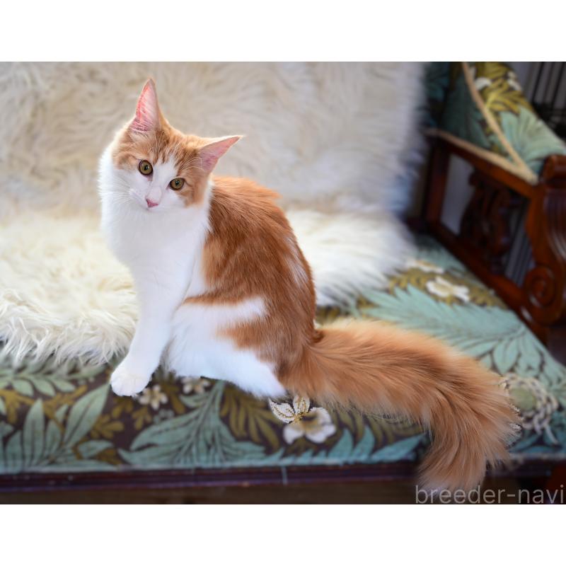 販売中の千葉県のノルウェージャンフォレストキャット-123813の2枚目