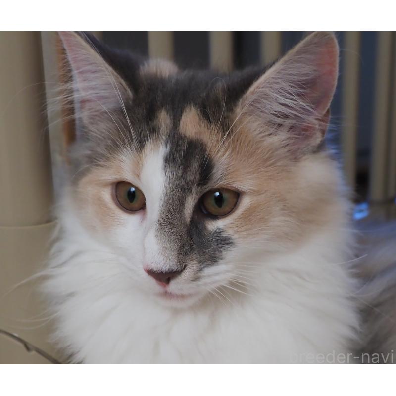 販売中の千葉県のノルウェージャンフォレストキャット-123814の2枚目
