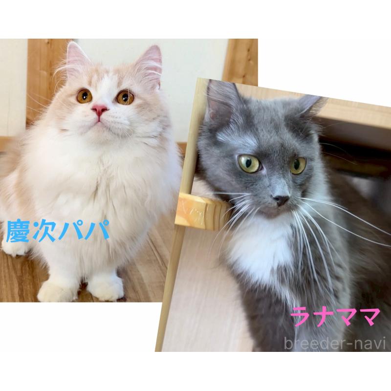販売中の岐阜県のマンチカン-128148の6枚目