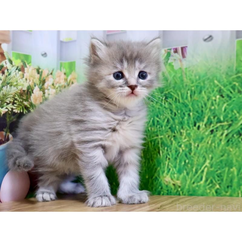 販売中の岐阜県のマンチカン-128148の4枚目