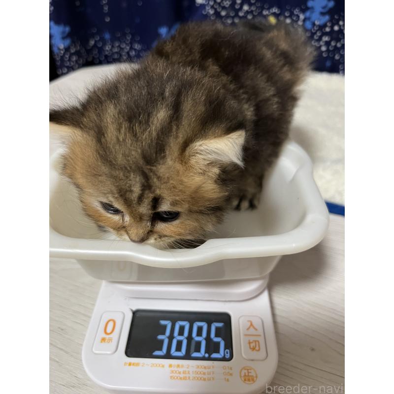 販売中の愛知県のペルシャ(チンチラ)-128151の2枚目