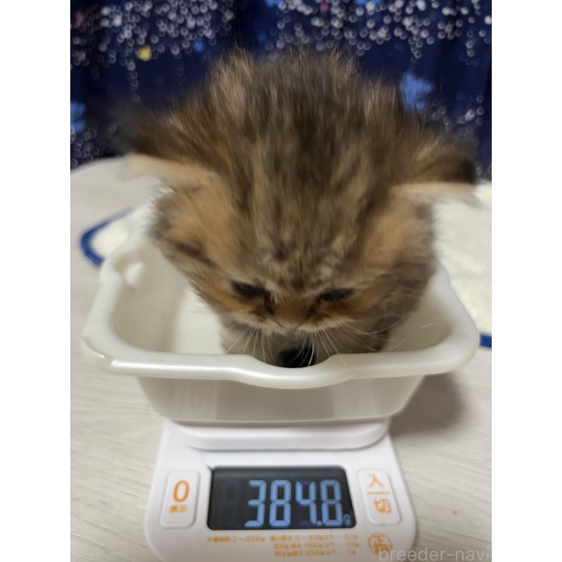 販売中の愛知県のペルシャ(チンチラ)-128152の2枚目