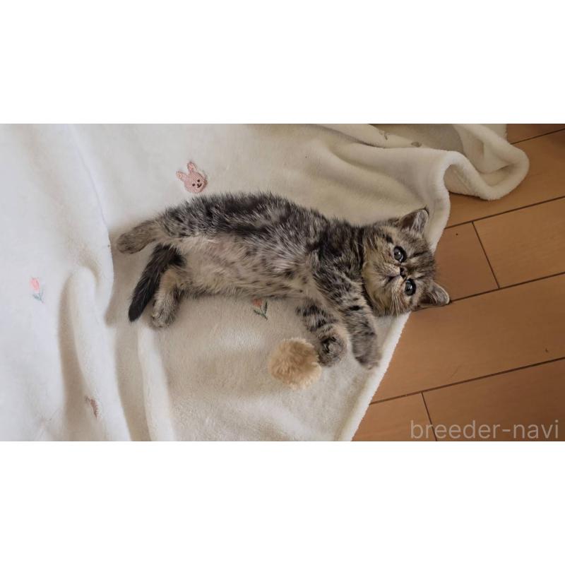 販売中の長野県のエキゾチックショートヘア-128153の6枚目