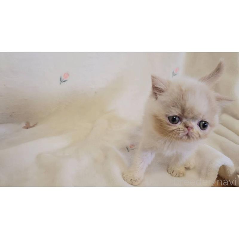 販売中の長野県のエキゾチックショートヘア-128154の5枚目