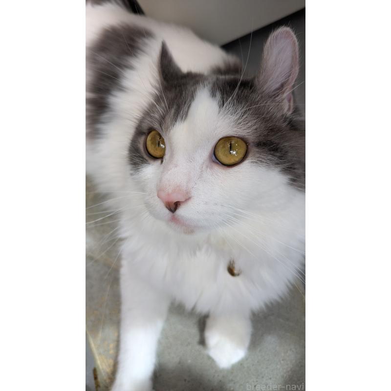 成約済の大阪府のキンカロー-124585の1枚目