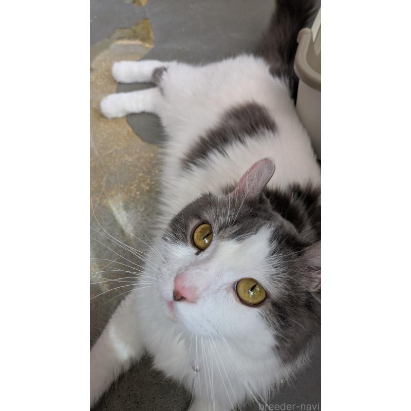 成約済の大阪府のキンカロー-124585の2枚目