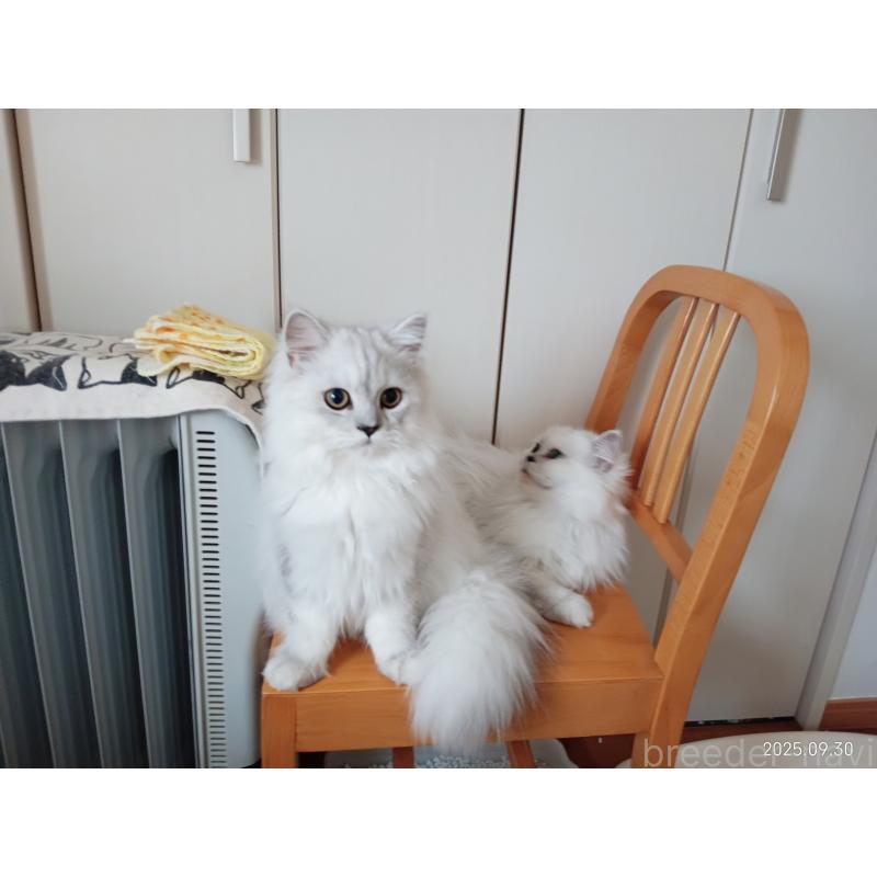 販売中の東京都のペルシャ(チンチラ)-118577の5枚目