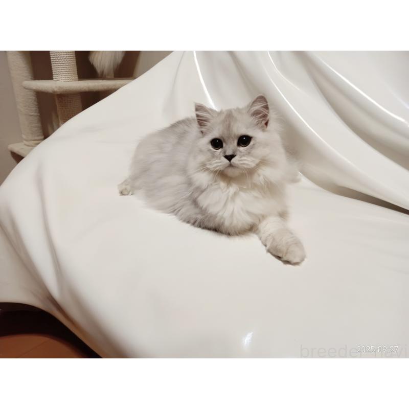 販売中の東京都のペルシャ(チンチラ)-118577の4枚目