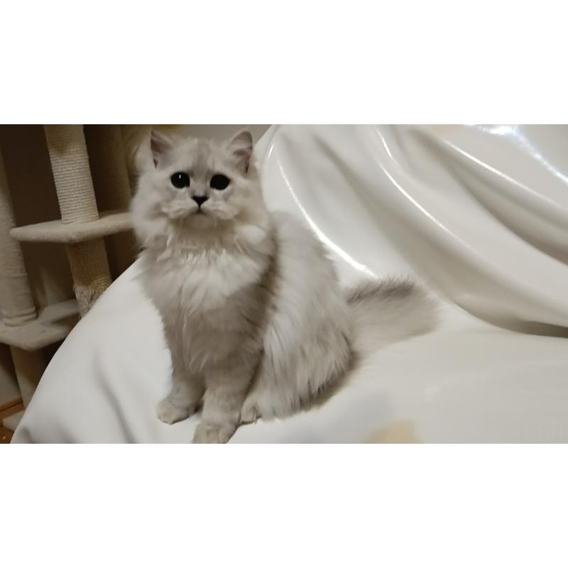 販売中の東京都のペルシャ(チンチラ)-118577の3枚目