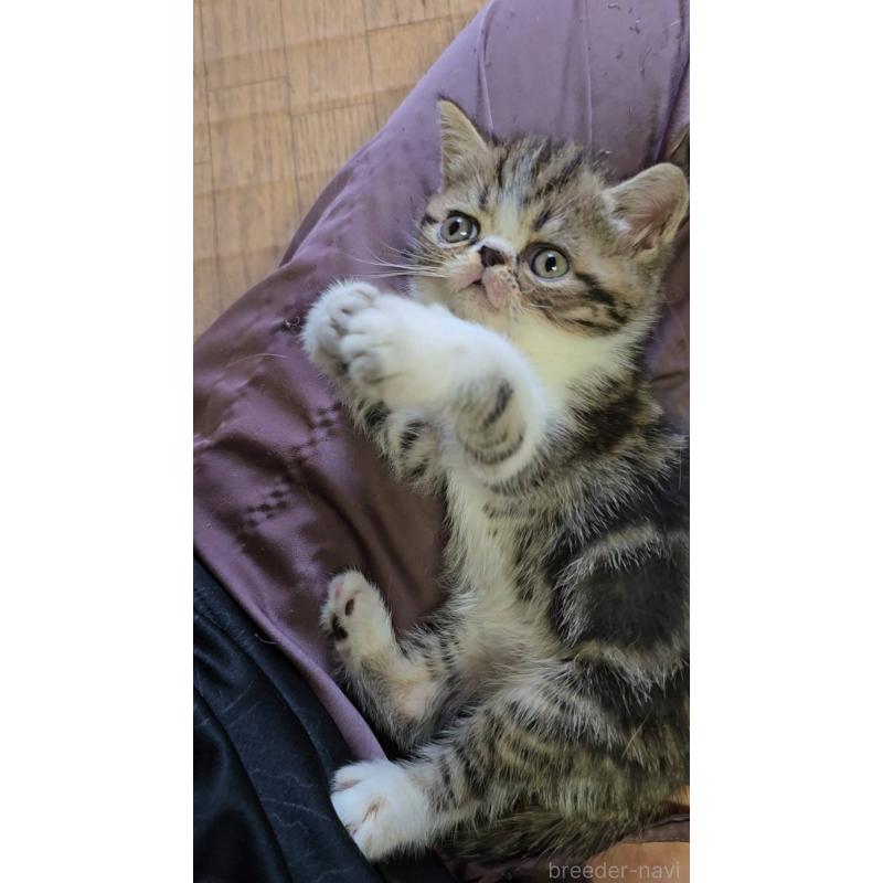 販売中の長野県のエキゾチックショートヘア-128189の4枚目