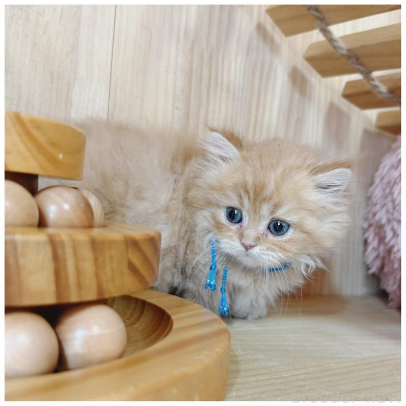 販売中の長野県のミヌエット(短足)-128197の3枚目