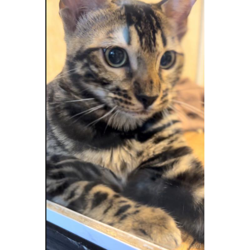 販売中の宮崎県のベンガル-128203の2枚目