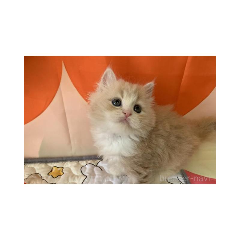 販売中の大阪府のマンチカン-128205の6枚目