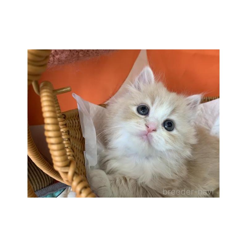 販売中の大阪府のマンチカン-128205の2枚目