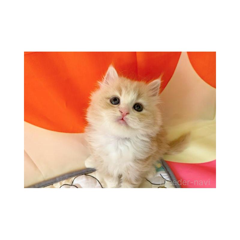販売中の大阪府のマンチカン-128205の3枚目