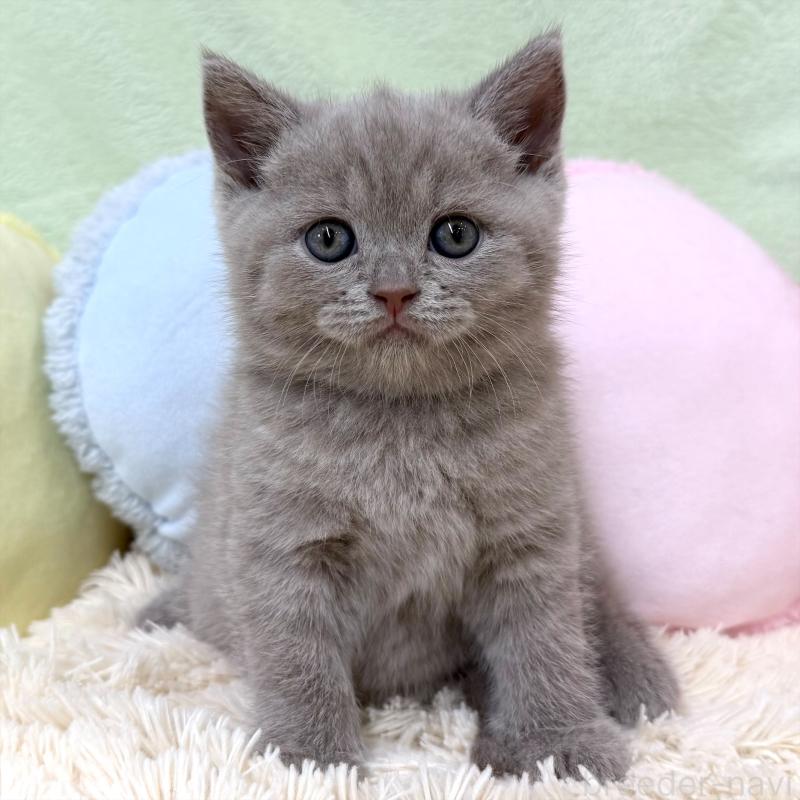 成約済ののブリティッシュショートヘア-127466