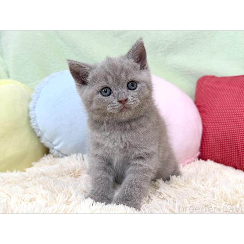 成約済の大阪府のブリティッシュショートヘア-127466の6枚目