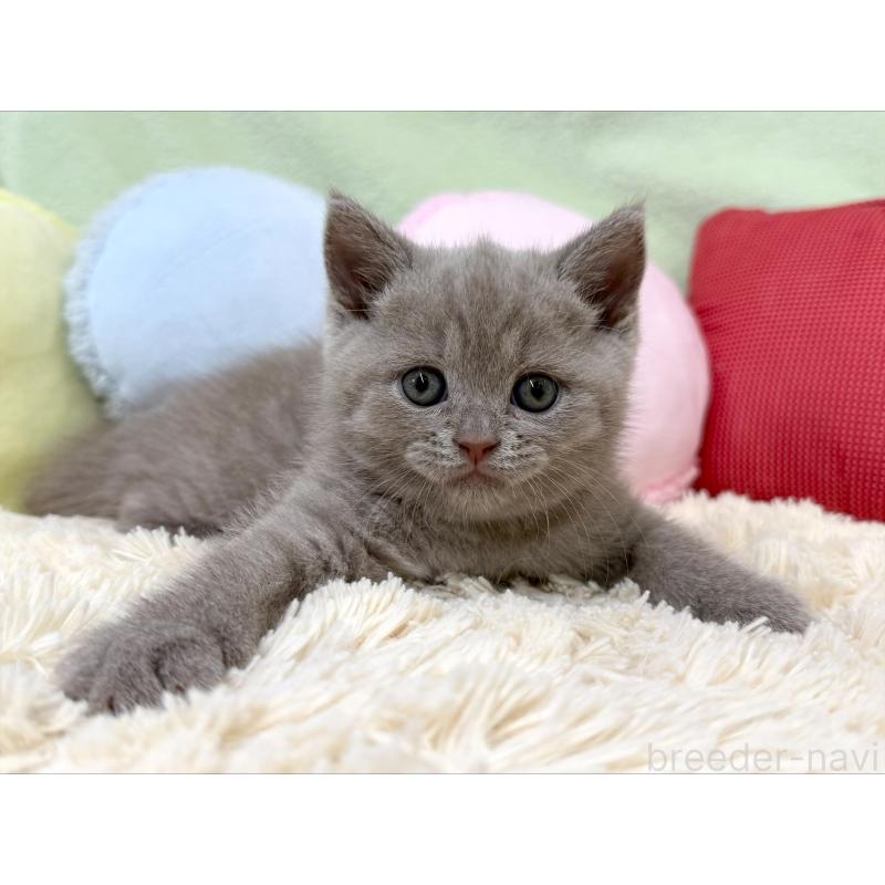 成約済の大阪府のブリティッシュショートヘア-127466の5枚目